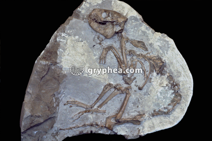 Merycoidon colbertsoni - gryphea.com